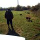 <h1 style="font-size: 12px"><font color="#000000">Muta di Cani da Caccia al Cinghiale a lavoro, foto del nostro amico cacciatore Milan.</font></h1>